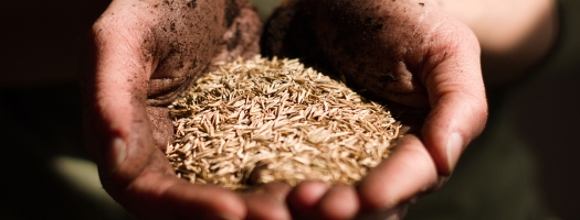 Food security